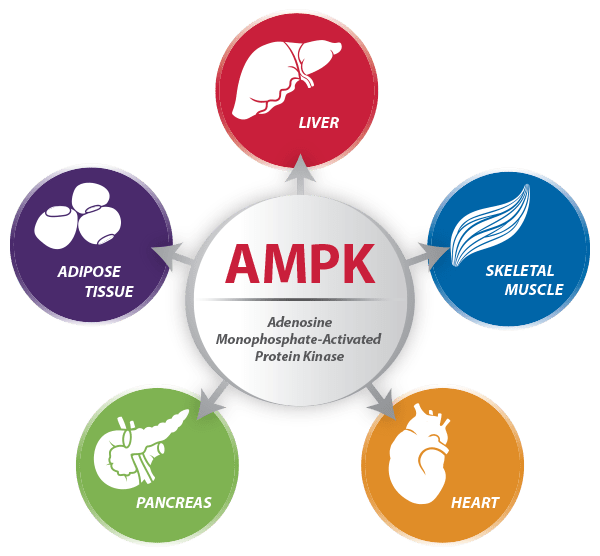 AMPK chart CM Core and Diaxinol PA