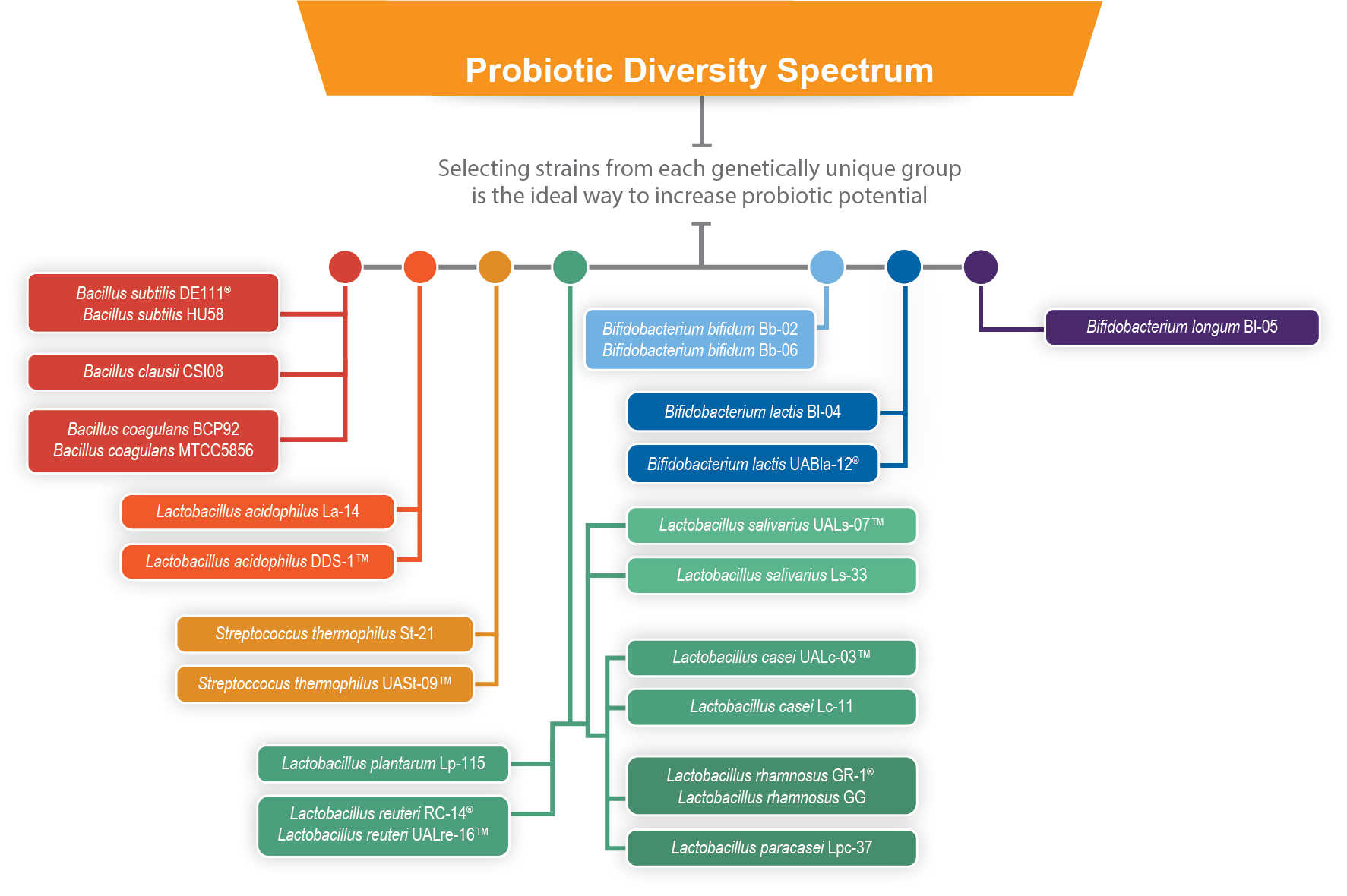 Phylogenetic Tree graph image